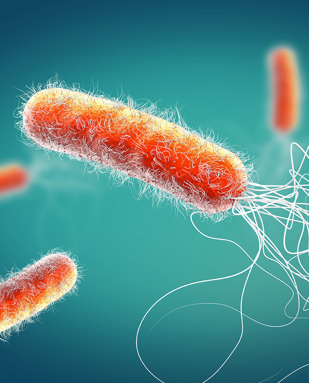 Red colored multiple antibiotic resistant Pseudomonas